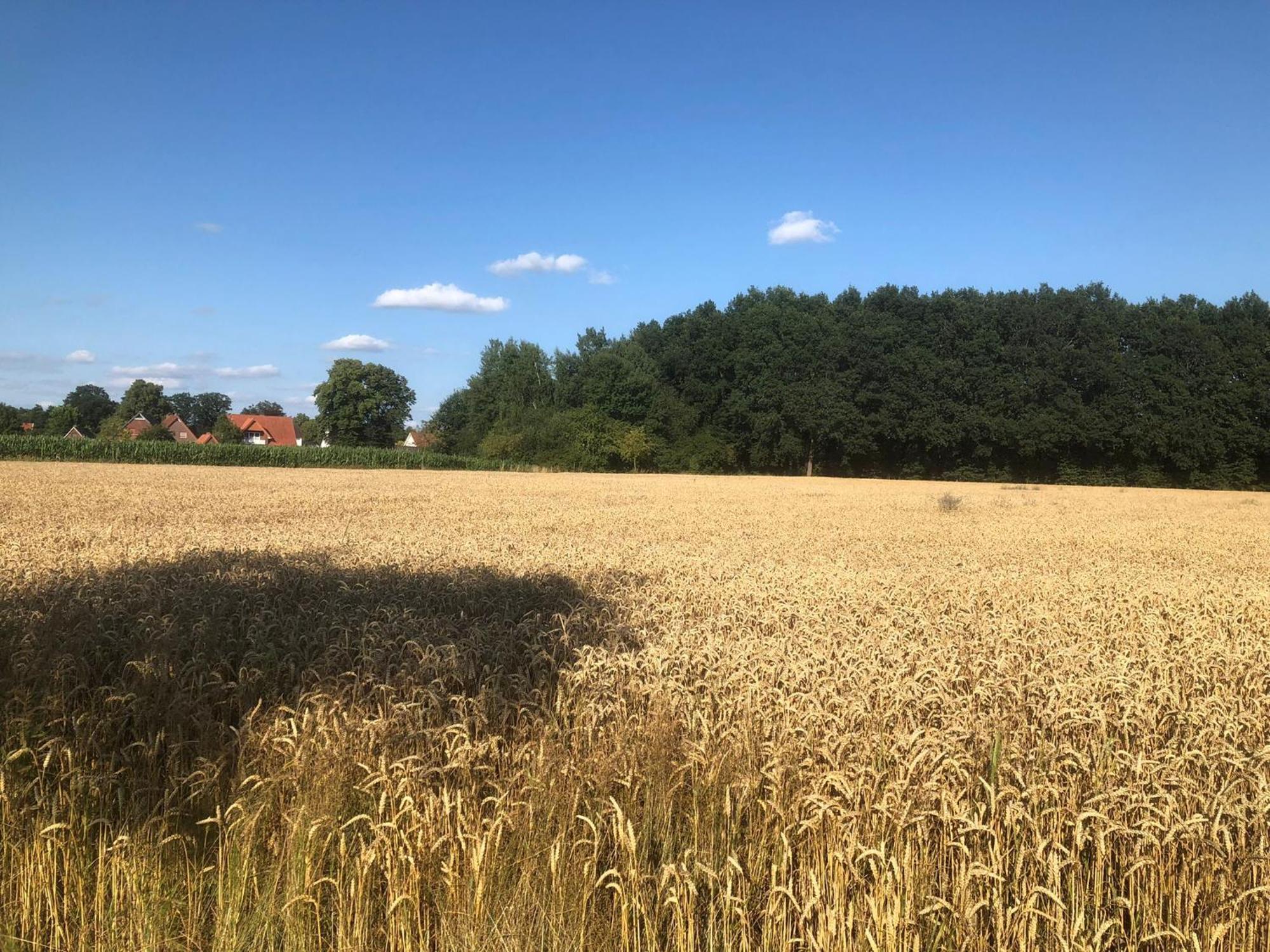 Auszeit Im Gruenen Lägenhet Hopsten Exteriör bild